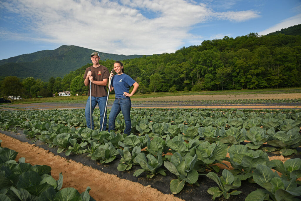 Growers in cabbage field