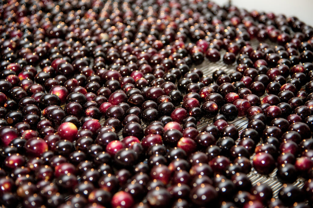 Muscadine grapes are sorted at Cottle Farms in Faison, N.C.