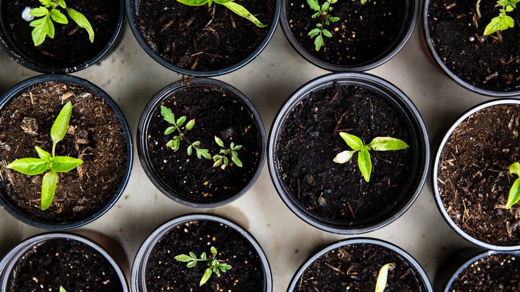 Vegetable Seedlings