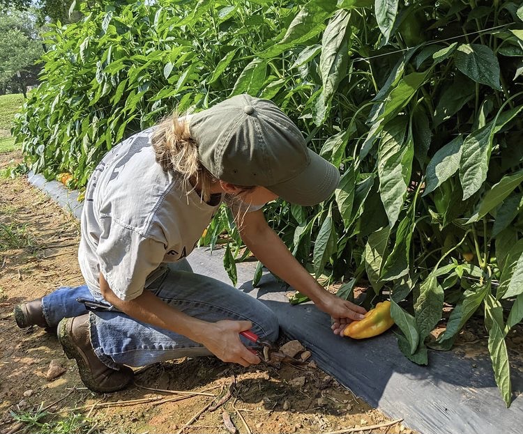 Elizabeth Johnson-Szilvay of Grand Hope Farm harvests the first ripe peppers of the year. Photo Credit: Debbie Roos